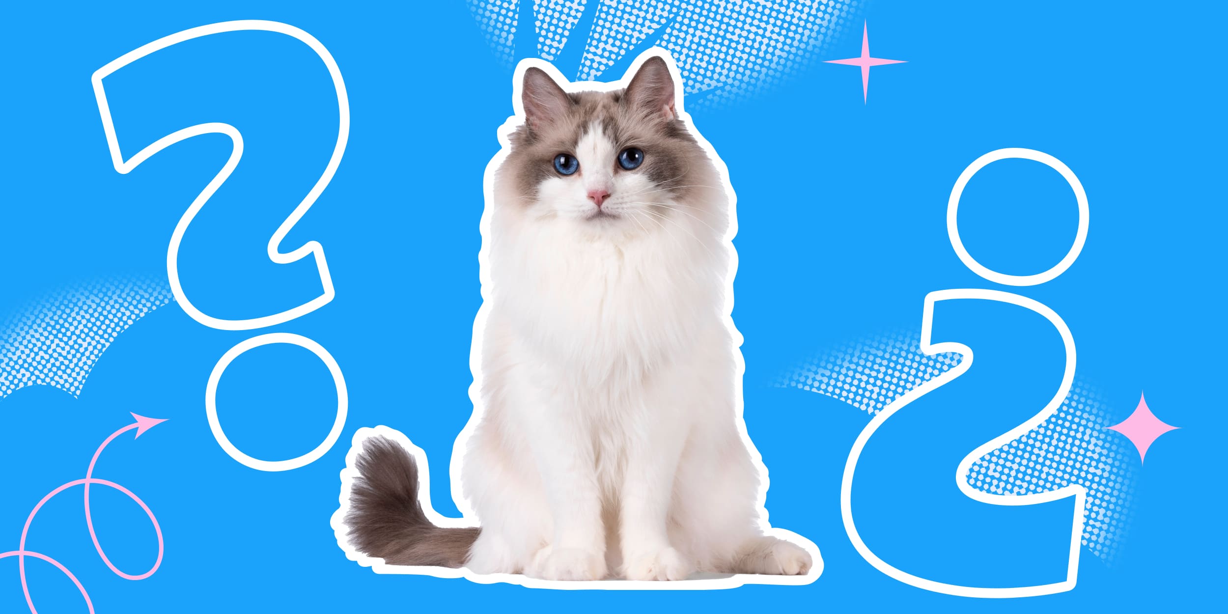 Знаете ли вы, почему кошки любят сидеть на ноутбуках?
