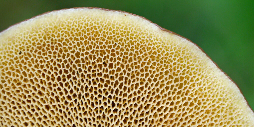 Маслёнок раскрашенный (Suillus spraguei)