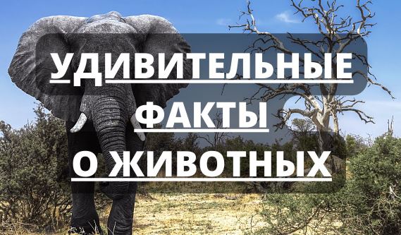 Удивительные факты из животного мира планеты Удивительные факты из животного мира планеты