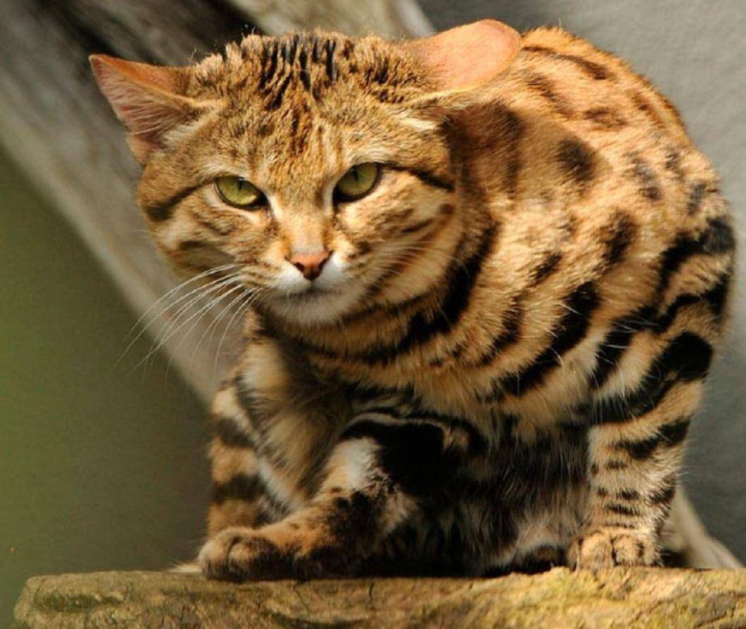 Черноногая кошка (felis nigripes) — самая опасная кошка в мире Черноногая кошка (felis nigripes) — самая опасная кошка в мире