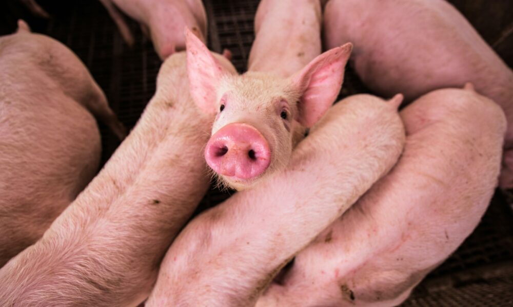 Минсельхоз утвердил новые правила по борьбе с рожей свиней