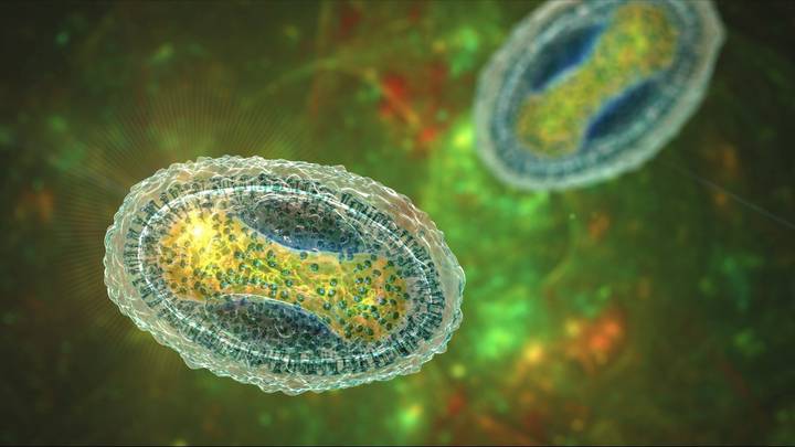 Пупырчатые высыпания на теле: чем опасен контагиозный моллюск и как его лечить