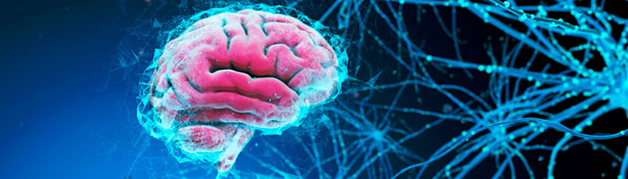 Обнаружен новый клеточный механизм нейродегенерации Обнаружен новый клеточный механизм нейродегенерации