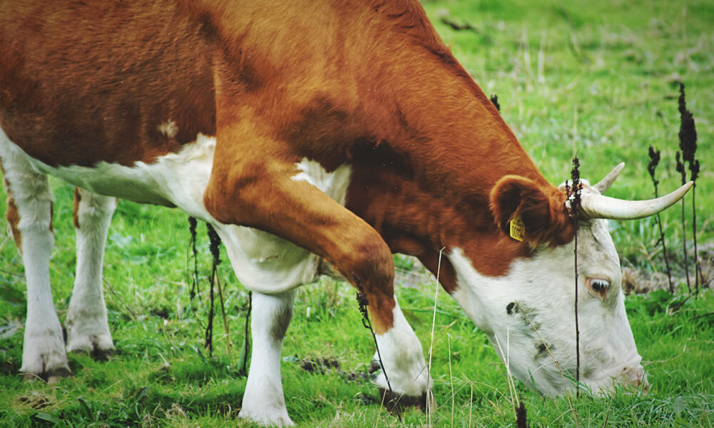 Оксана Лут обсудила развитие племенного животноводства с ведущими учёными