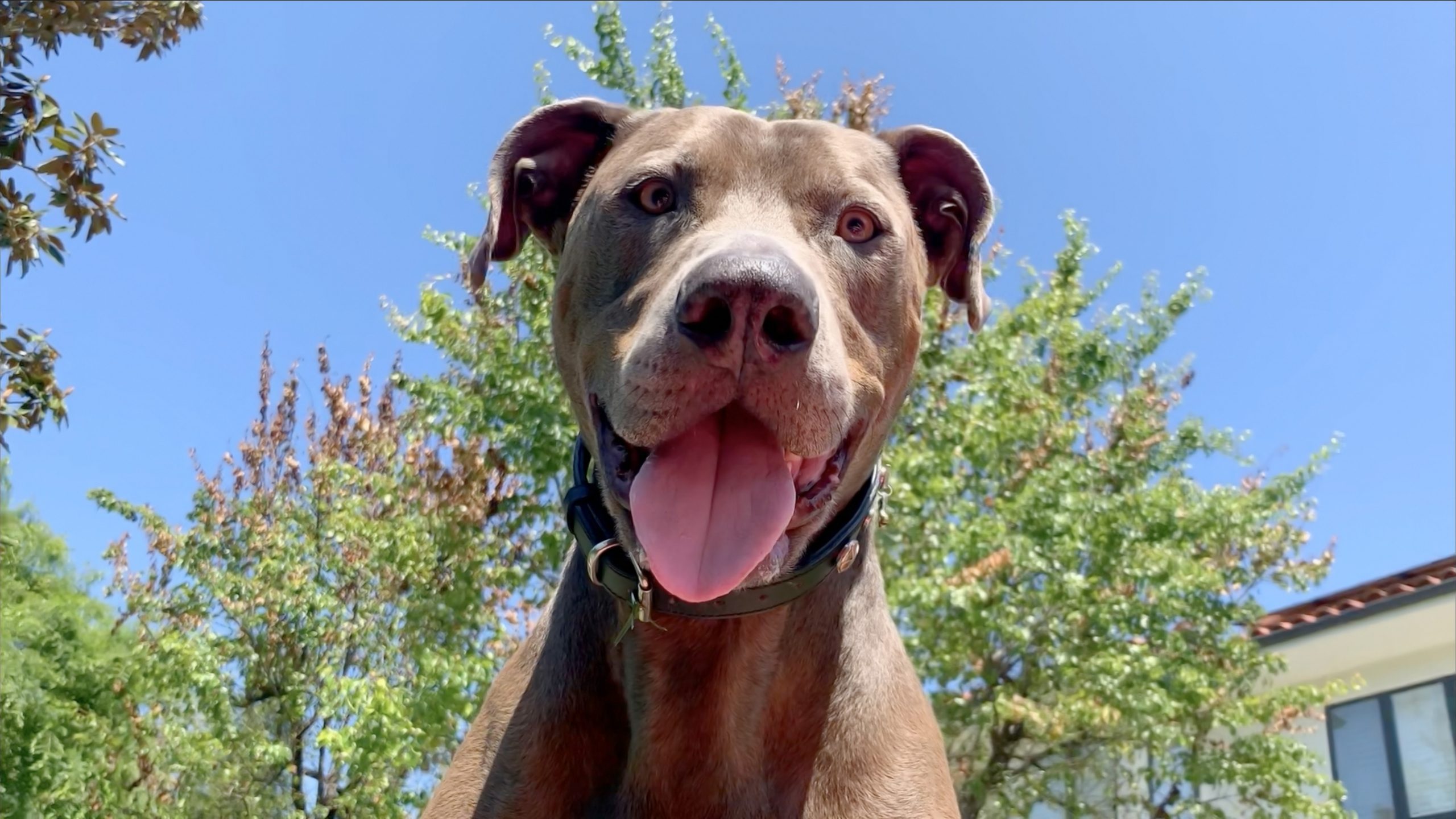 Зачем собаки на самом деле лижут лапы и почему это Зачем собаки на самом деле лижут лапы и почему это нельзя игнорировать