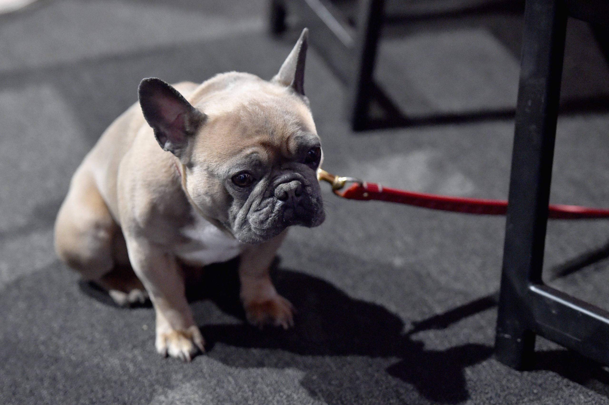 Дело о жестоком обращении с животными возбуждено после скандала с Дело о жестоком обращении с животными возбуждено после скандала с передержкой в Чехове