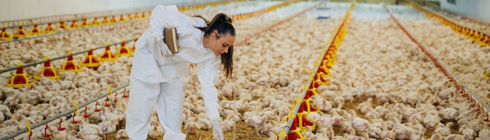 Европа вводит карантин для домашней птицы из-за распространения птичьего гриппа Европа вводит карантин для домашней птицы из-за распространения птичьего гриппа