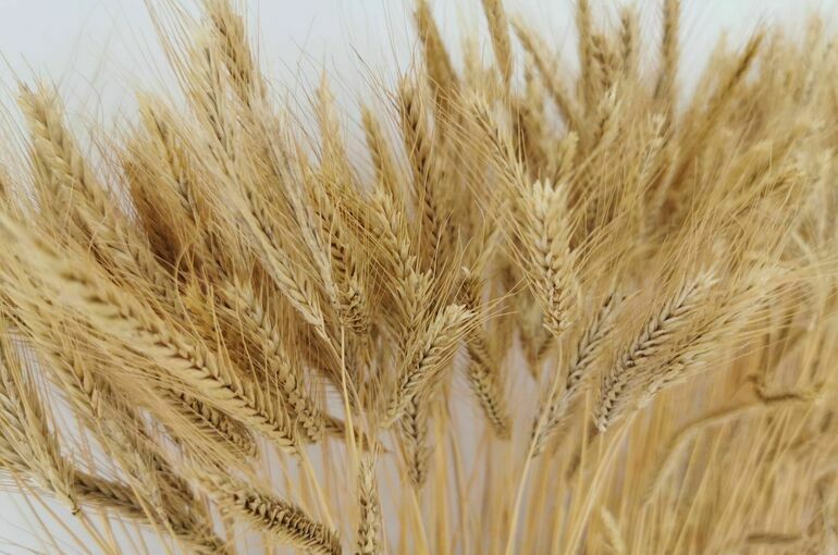 Минсельхоз подключат к оценке вреда, причиненного угодьям Минсельхоз подключат к оценке вреда, причиненного угодьям