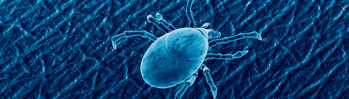 Больше 80% случаев укусов клещей приходится на мужчин