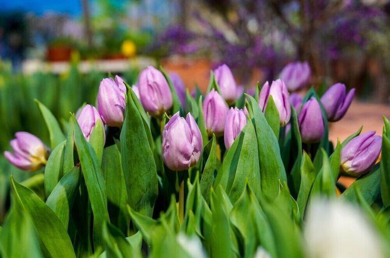 Депутат Миронов предложил остановить рост цен на цветы перед 8 Депутат Миронов предложил остановить рост цен на цветы перед 8 Марта