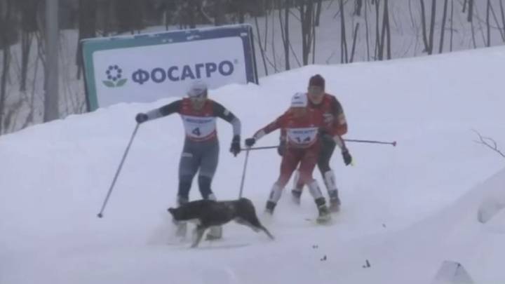 Собака сбила с ног двух лыжниц на чемпионате России
