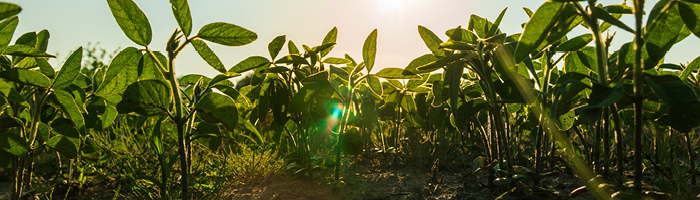 Глифосат способствует развитию устойчивости госпитальной флоры